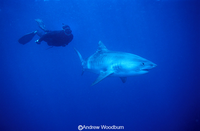 freediving with a tiger shark, underwater photographs Copyright Andrew Woodburn