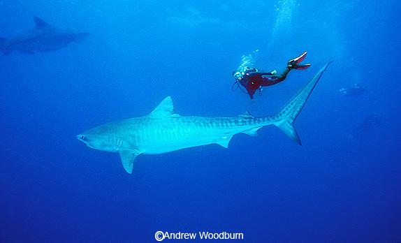 copyright Andrew Woodburn , diving with tiger sharks in south africa, notice the even bigger shark in the background behind the shark & diver