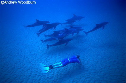 freed diving with wild dolphins underwater copyright Andrew Woodburn