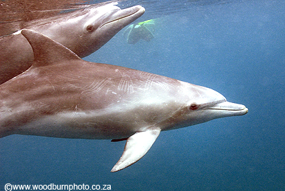 photo of swimming with dolphins copyright Andrew Woodburn