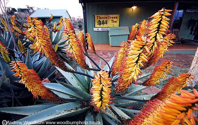 copyright Andrew Woodburn, aloes at three trees , spionkop