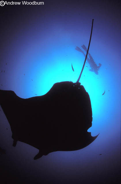 underwater photo of manta ray and diver, copyright Andrew Woodburn