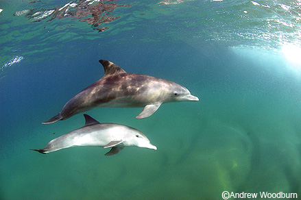 photo of bottlenose dolphins copyright Andrew Woodburn