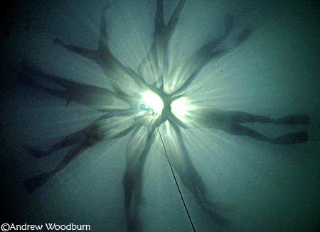 Freedivers on the bouy copyright AW