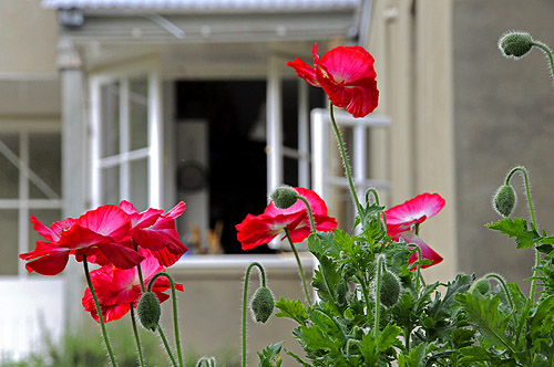 Farm window with poppys 
