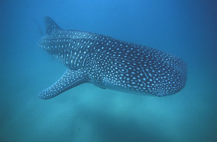 Overall winning image, Sodwana Shootout 2003, copyright Andrew Woodburn