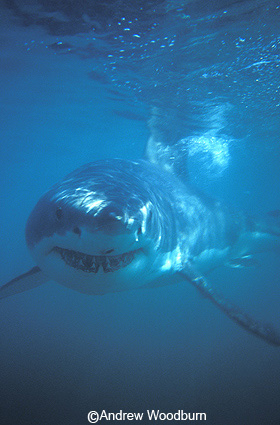 copyright Andrew Woodburn white shark swimming round shark cage during shark dive
