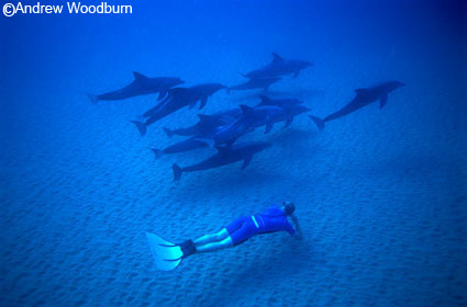 free dive with dolphins copyright a woodburn