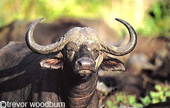 copyright Trevor Woodburn www.woodburnphoto.co.za  Big 5 Buffalo with oxpecker looking for ticks