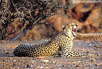 copyright Trevor Woodburn www.woodburnphoto.co.za Big cat cheetah yawn in Botswana