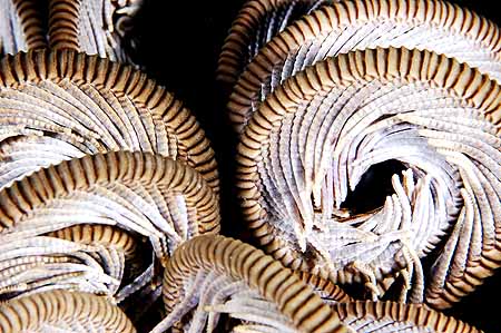 copyright Andrew Woodburn Compressed Chaos, crinoid with curled arms underwater