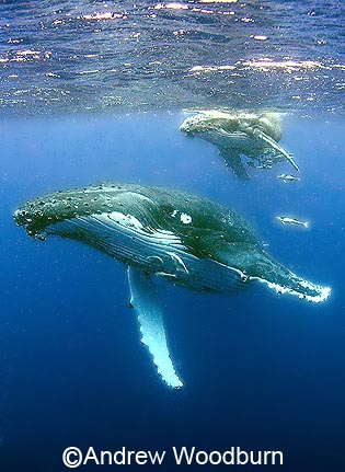 copyright andrew woodurn www.woodburnphoto.co.za humpback whales, mother and calf with attendant remoras