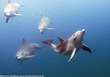 dolphin diving copyright Andrew Woodburn www.woodburnphoto.co.za