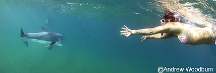 Photo of dolphin swimming encounter copyright Andrew Woodburn