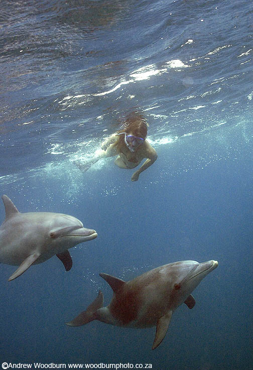 dolphin swimming encounter copyright Andrew Woodburn