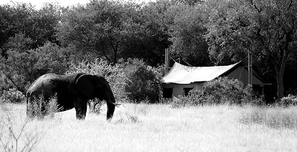 copyright Andrew Woodburn www.woodburnphoto.co.za plains camp, rhino walking safaris, kruger national park, south africa