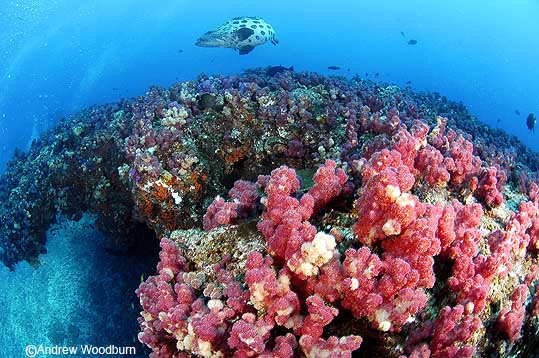 Scuba diving with Bass at ponto mamoli mozambique copyright Andrew Woodburn