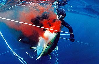 Winner Man and the Environment, Duel till Death, Fuji Getaway magazine Wildlife photographer of the year 2005