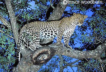 copyright Trevor Woodburn www.woodburnphoto.co.za leopard up a tree after hunt in Sabi Sand reserves adjoining the Kruger Park South Africa