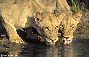 copyright Trevor Woodburn www.woodburnphoto.co.za big cats drinking, lionesses with pink tongues