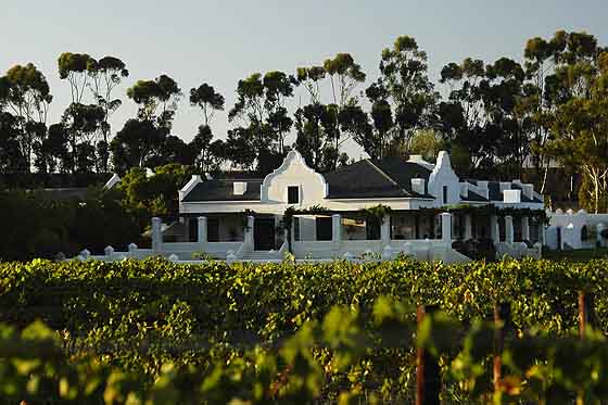 copyright Andrew Woodburn Morgansvlei Vinyard, Tulbagh valley, south africa