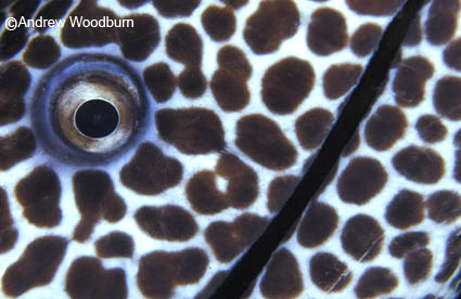 copyright Andrew Woodburn, moray eel eye