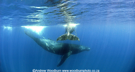 mother humpback whale under whale calf by andrew woodburn