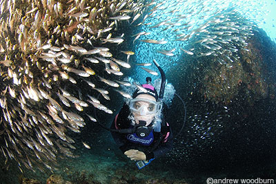 copyright Andrew Woodburn, scuba diving amoungst fish