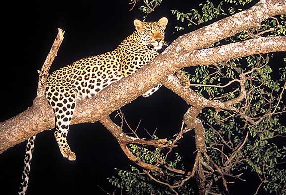 copyright Trevor Woodburn, Leopard in tree at night, wildlife photography