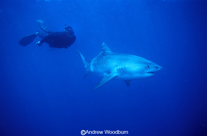 Tiger shark and free diver with no shark cage copyright Andrew Woodburn