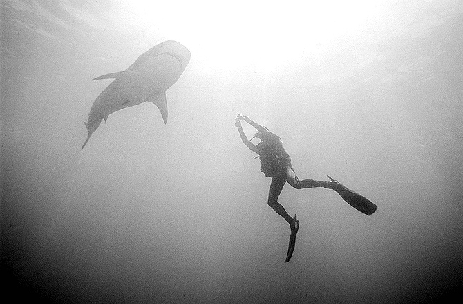 copyright Andrew Woodburn www.woodburnphoto.co.za tiger shark and underwater photographer south africa