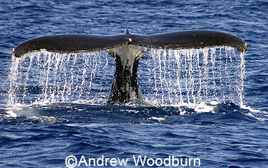 copyright andrew woodburn www.woodburnphoto.co.za humpback whale tail dissapearing as the whale dives deep