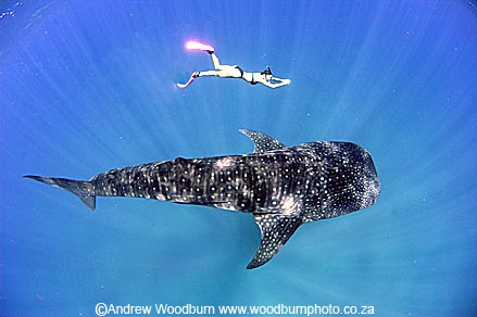 copyright Andrew Woodburn www.woodburnphoto.co.za, swimming with whale shark