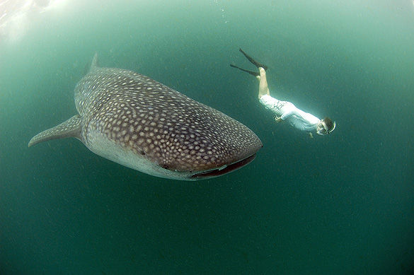 copyright Andrew Woodburn, swimming with a whale shark in green water