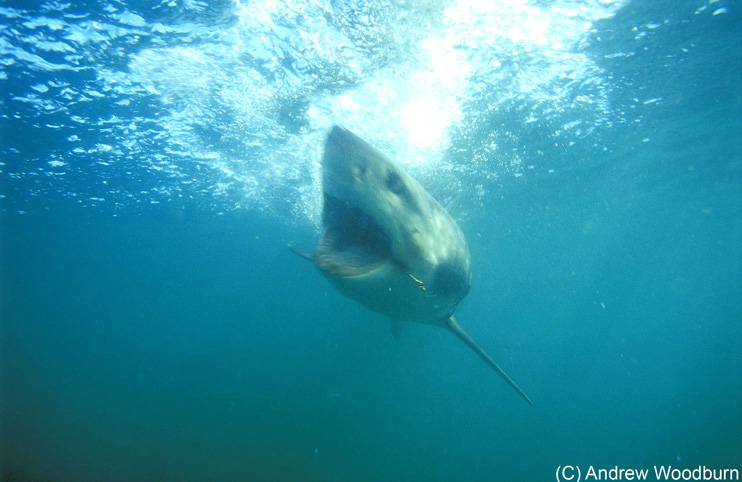 copyright Andrew Woodburn, www.woodburnphoto.co.za , white shark approaches the cage, photo south africa