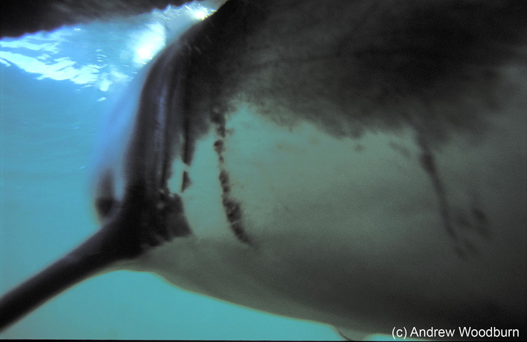 copyright Andrew Woodburn, www.woodburnphoto.co.za , Great White Shark inside the cage with its head on my shoulder, souh africa