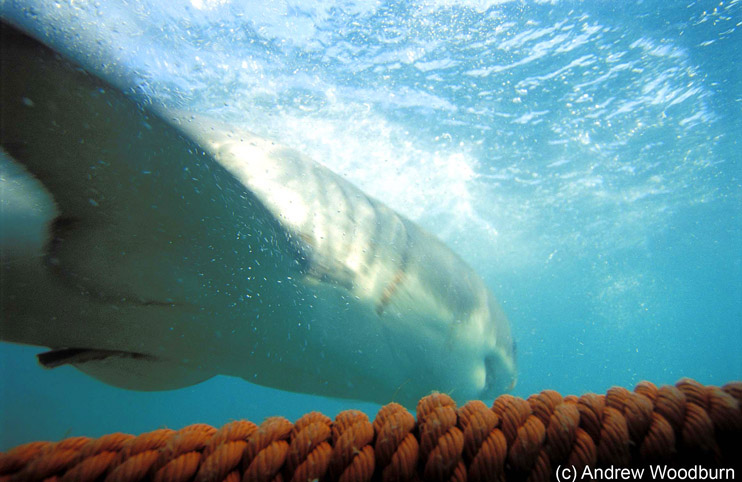 copyright Andrew Woodburn, www.woodburnphoto.co.za , pushing the white Shark out of the cage by hand, souh africa