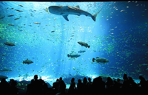 Georgia aqaurium whales sharks copyright Andrew Woodburn